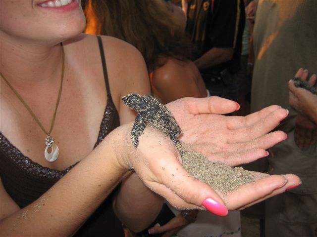 baby turtle